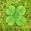 clover
